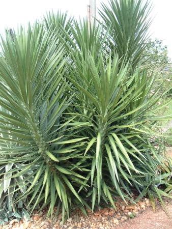 Yuca