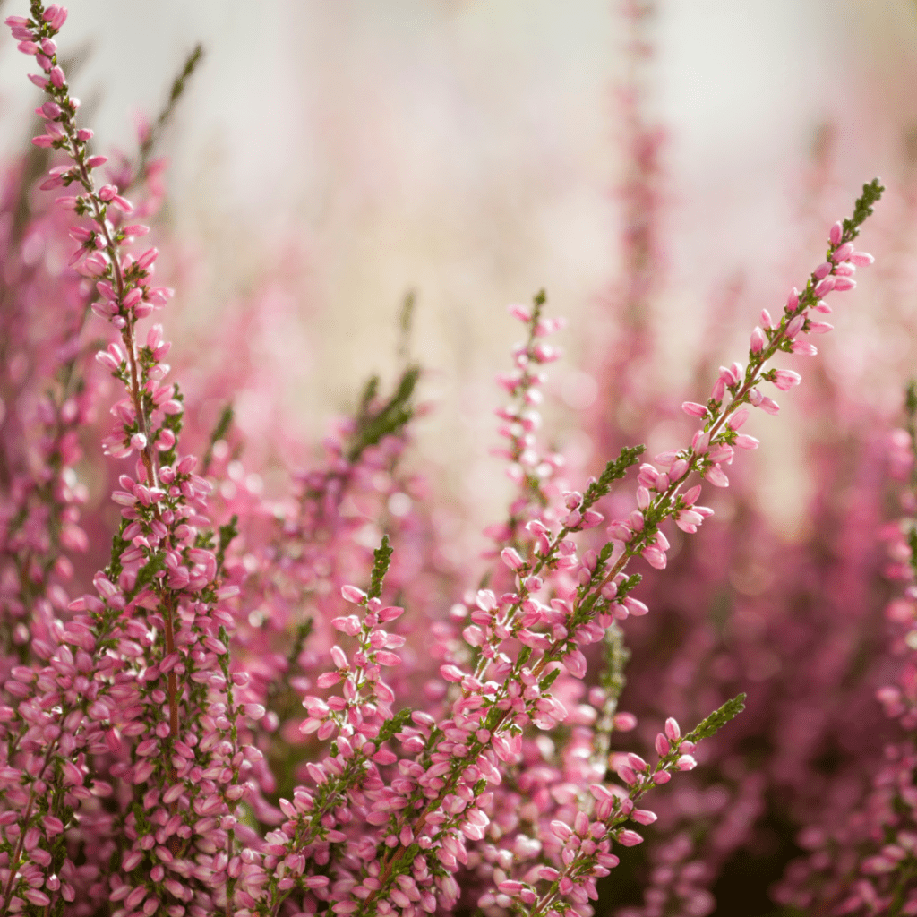 Calluna